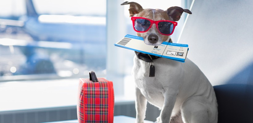 Are you planning on travelling abroad with your pet this summer?