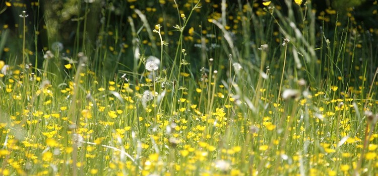 The History of Hay Fever