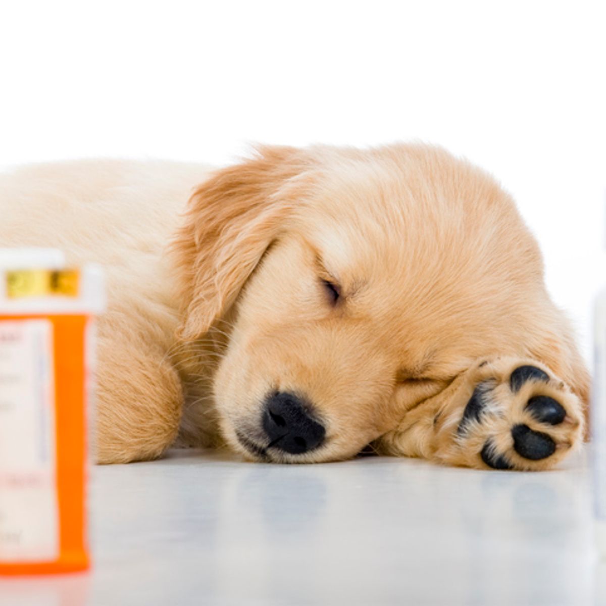 Apoquel Alternatives That Are Better For Your Dog Ultimate Dog ...